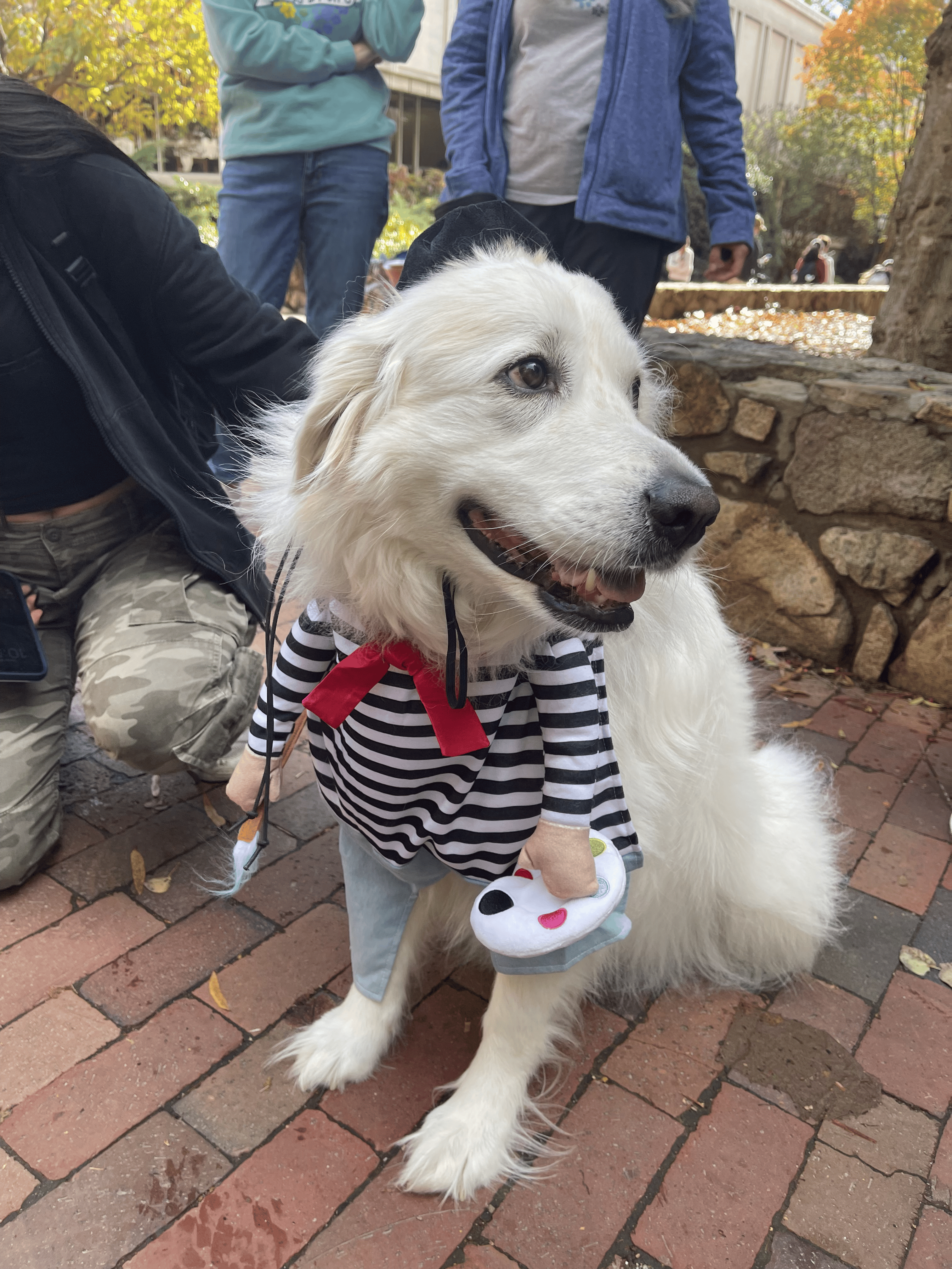 Photo of Mrs. Molly, a dog